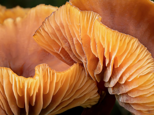 Nature’s lines, the perfection of mushrooms