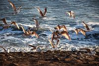 Young seagulls