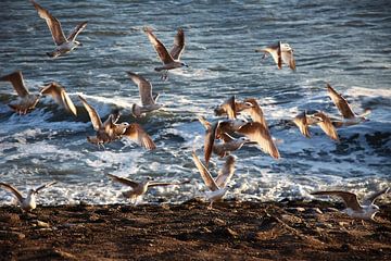Young seagulls by Schiermonnikoog fotografie