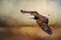 American Bald Eagle Flying Above Storm by Diana van Tankeren thumbnail