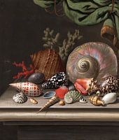 Still life with shells, C.F.D. Diet