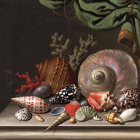 Stilleven met schelpen, C.F.D. Diets van Teylers Museum