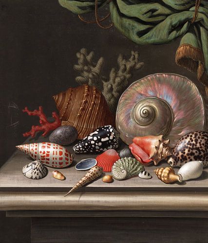 Stillleben mit Muscheln, C.F.D. Diät von Teylers Museum