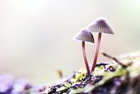 Mycena's in het bos