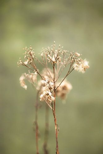 arid flower selective focus