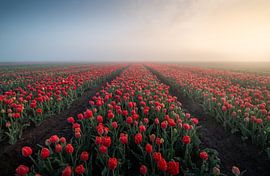 Tulpenzee in de Ochtendmist van René de Vries