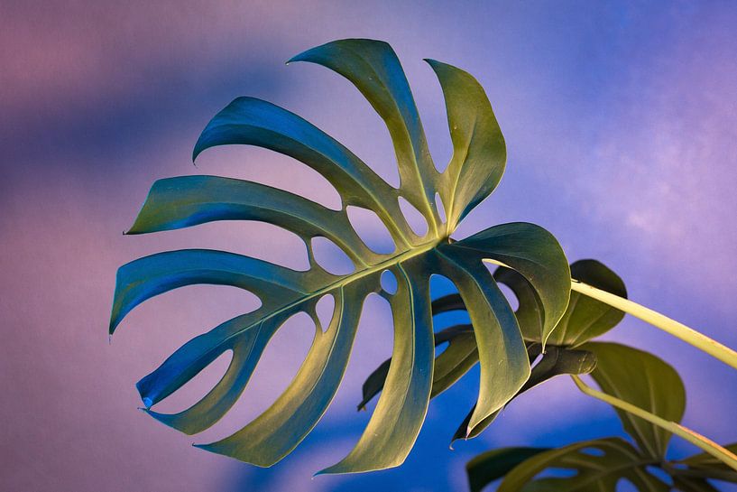 Monstera by Hello Pompoyo