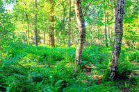 Forest view