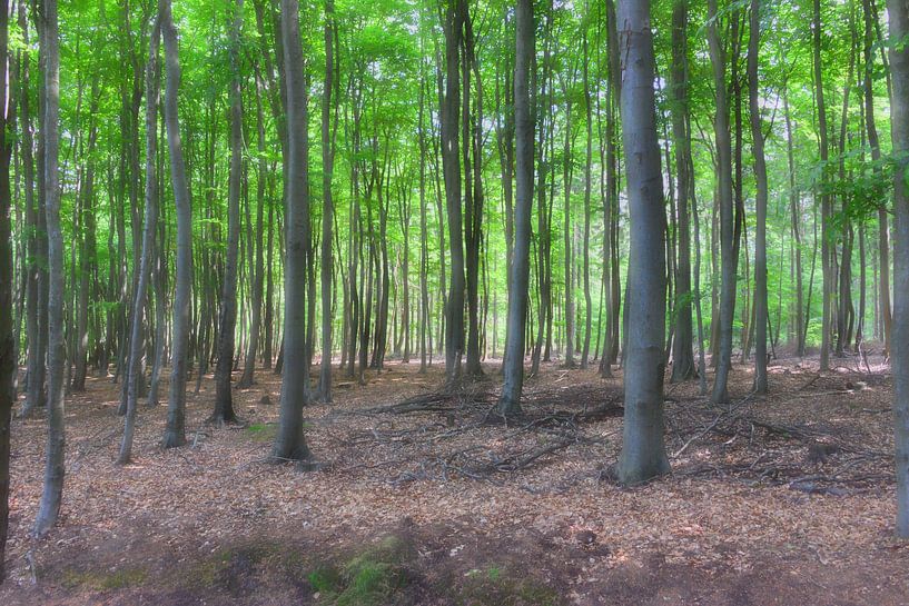 Laubwald Soft von Ingo Laue