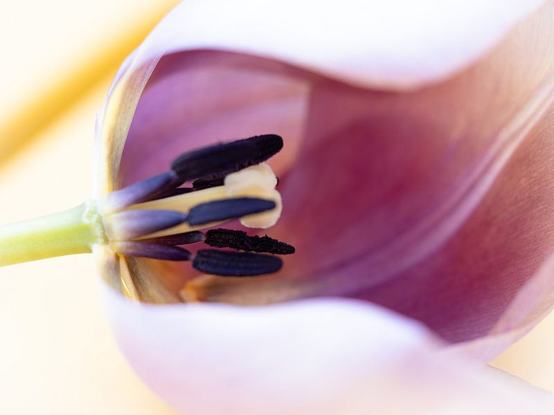 Pink tulip close-up by Helene de Jongh