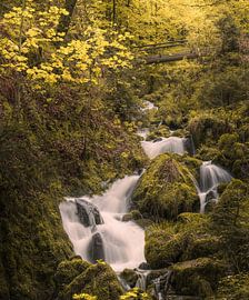 Small torrent in the Black Forest by Hans-Bernd Lichtblau