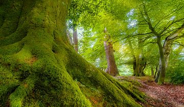 1520 Green Forest Zuidwest Engeland van Adrien Hendrickx