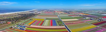 Aerial panorama of tulip fields near the North Sea in the Netherlands by Eye on You