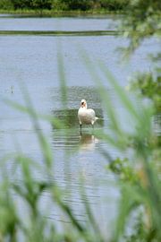 The mute swan by Gerard de Zwaan