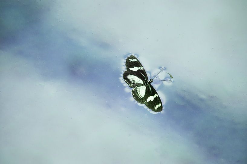 verdronken vlinder von hanny bosveld