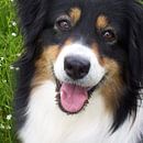 Treue und Freundschaft van Ramon Labusch thumbnail