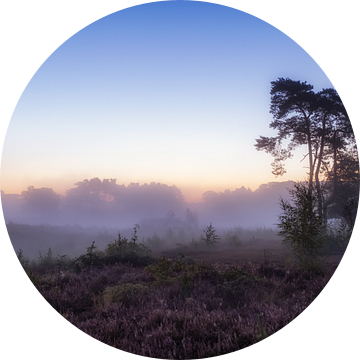 Who's afraid of purple and blue?