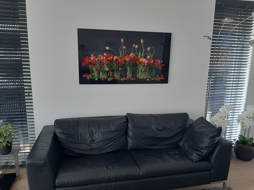 Tulipes des Pays-Bas  par Dirk Verwoerd 