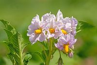 Potato Blossom