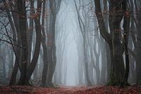 Dance in the Fog