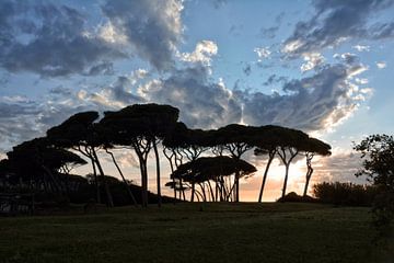 The Baratti Pine Trees van Joachim G. Pinkawa