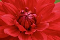 Dalia flower
