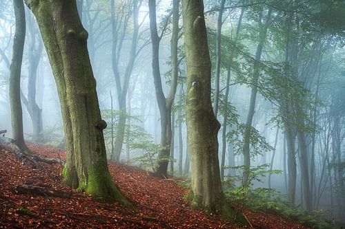 Glory - the Glory in Beek