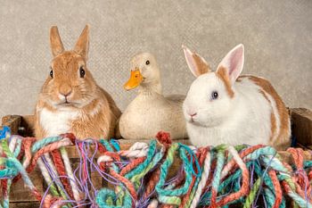 Kaninchen mit Ente hdr