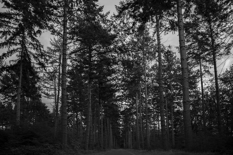 in to the woods black and white by anne droogsma