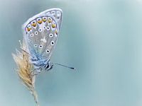 Kind of Blue ... (Vlinder, Zomer, Blauw)