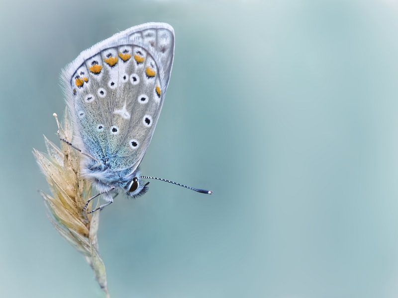 Kind of Blue ... (Schmetterling, Sommer, Blau) von Bob Daalder