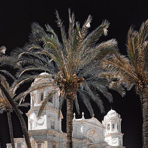 Die Kathedrale der südspanischen Stadt Cádiz durch Palmen gesehen