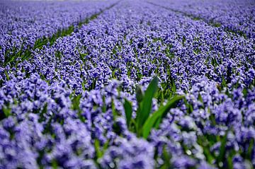 De blauwe van Frank's Awesome Travels
