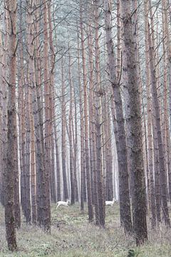Albino deer in the German forest