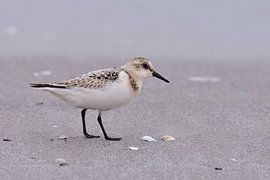 Sanderling by Karin Jähne