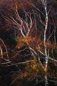 dunkler Herbst