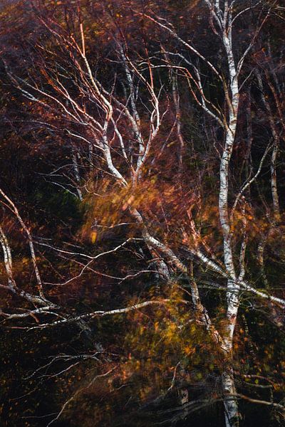 dark autumn by Daniela Beyer