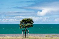 Napier coast by Ton de Koning thumbnail