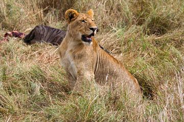 Leeuwen in de Masai Mara van Roland Brack