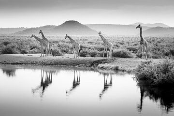 giraffes in zwart wit bij het water