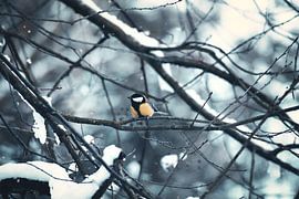 Kohlmeise auf einem Zweig bei Schnee