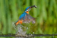 Gotcha - Kingfisher
