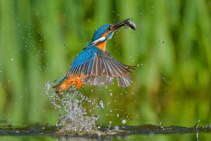 Gotcha - Kingfisher by Kingfisher.photo - Corné van Oosterhout