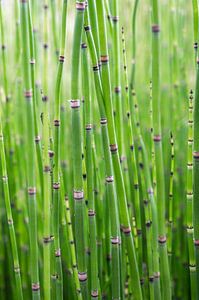 Kleine bamboe in een Japanse tuin. Botanische natuurfotografie, urban jungle art print van Christa Stroo fotografie