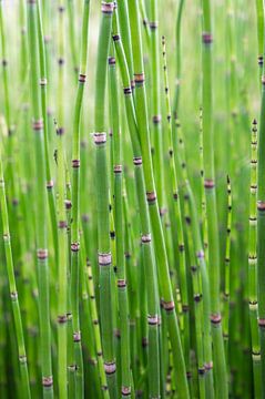 Kleine bamboe in een Japanse tuin. Botanische natuurfotografie, urban jungle art print