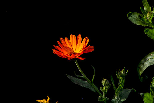 Fleurs