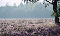 Morning mist
