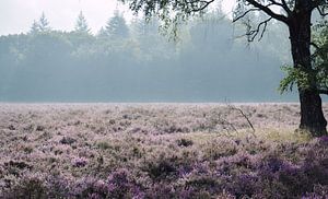 Morgennebel von Marlies Wolfert