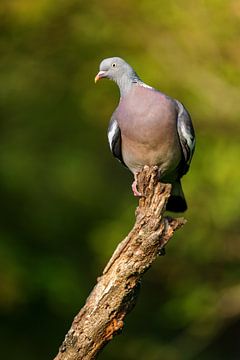 Wood Pigeon (Columba palumbus) by Dirk Rüter