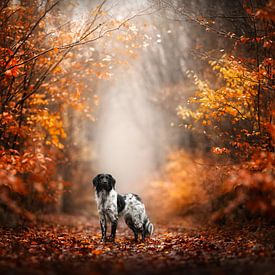 Dutch Autumn by Nanuq Dog Photography